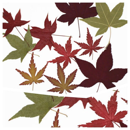 20 PCS Set (4-8CM) Pressed Maple Leaves Mix Assorted Color Flower Ferns Brown Dry Autumn Green Maple Leaf Dried Red Leaves Flat Leaf