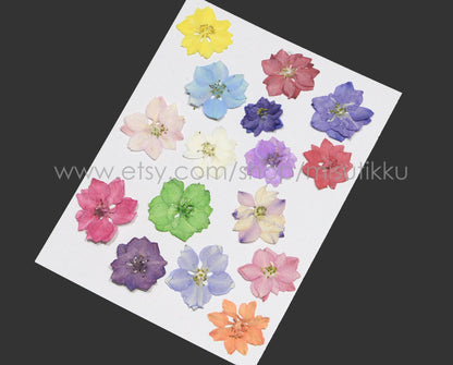 100 PCS Set (2-3.5CM) Pressed Dried Larkspur Flowers Mixed Real Larkspur Flowers Assorted Preserved Dry Pressed Larkspur Flowers Bulk