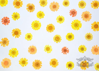 20 PCS Set (2-3CM) Pressed Flower Daisy Mixed Real Dried Daisy Pressed Flower Dried Yellow Daisy Flower Pressed Dried Orange Daisies Flower