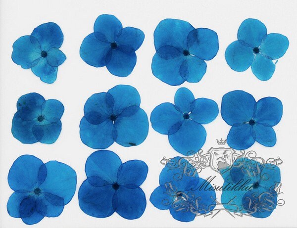 20 PCS/Set (2-3CM) Pressed Dried Flower, Pressed Navy Blue Hydrangea Flowers, Dried Hydrangea Blue Flower, Pressed Hydrangea Dried Flower