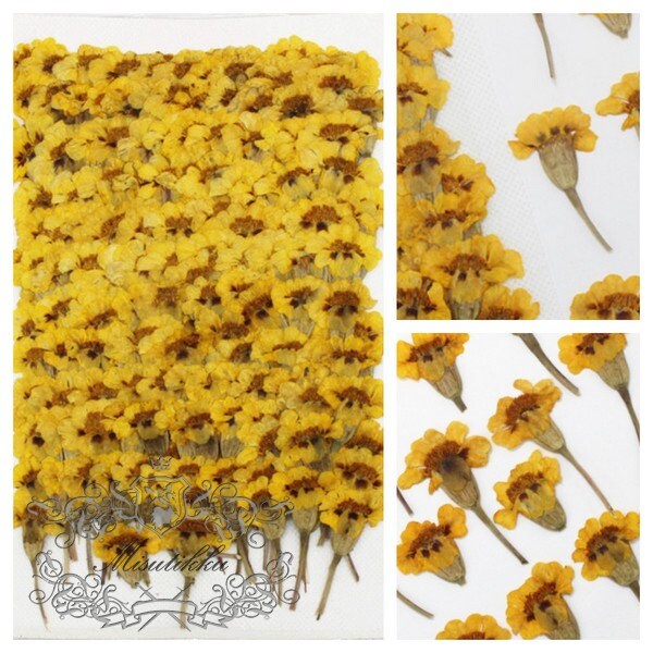 20 PCS Set (4-7CM) Dried Pressed Yellow Flowers Preservation Flower Stems Real Flowers Natural Pressed Flat Flowers Dry Preserved Flowers 