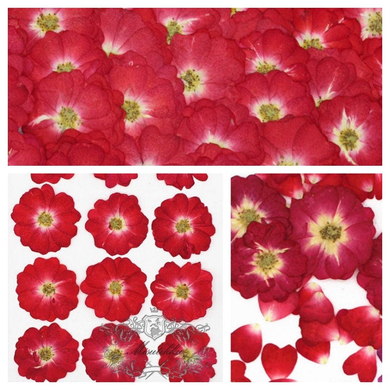 12 PCS/Set (3-4CM) Pressed Red Roses, Pressed Rose Flowers, Pressed Flower Red Dried Roses, Real Dried Rose Flower, Preserved Flat Roses