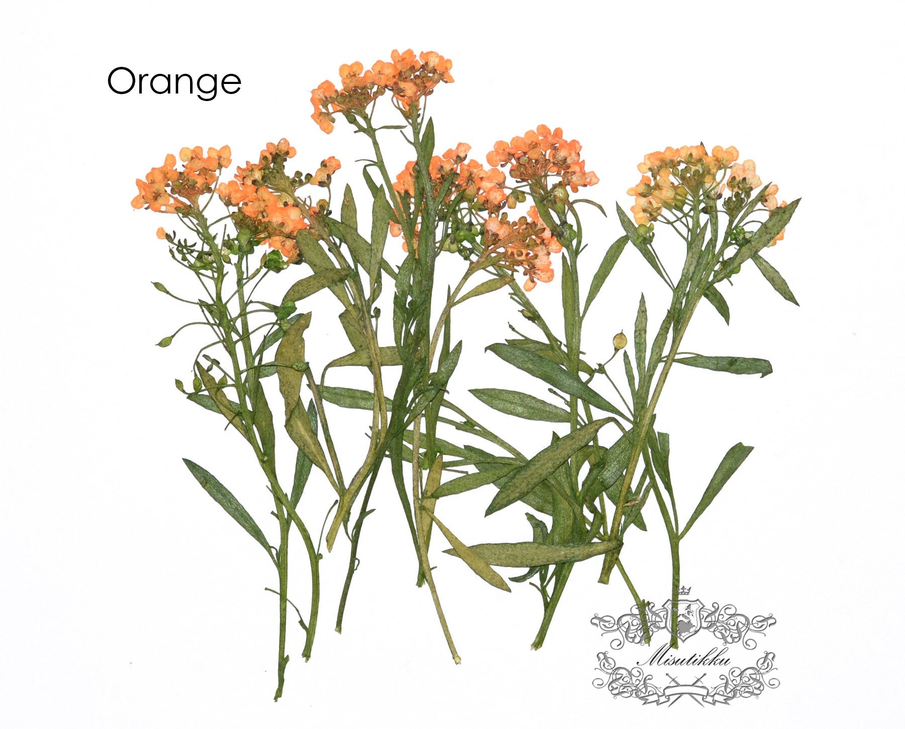 20 PCS Set (5-8CM) Pressed Dried Flowers Orange Alyssum Flower Stems Dry REAL flower Stems Preserved Flat Preservation Yellow Flowers