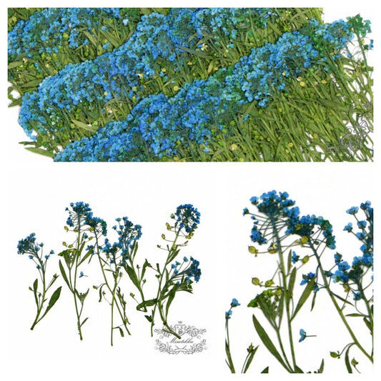 20 PCS Set (5-8CM) Dried Pressed Flower, Pressed Blue Alyssum Dried flower Stems, Real Dried Blue Alyssum Flower, Pressed Alyssum Flower