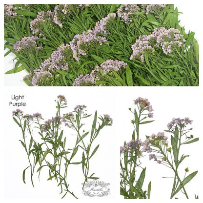 20 PCS Set (5-8CM) Pressed Light Purple Alyssum Flower Stems, Real Pressed Dried Flowers, Preserved Dried Real Flowers, Flat Dried Flowers