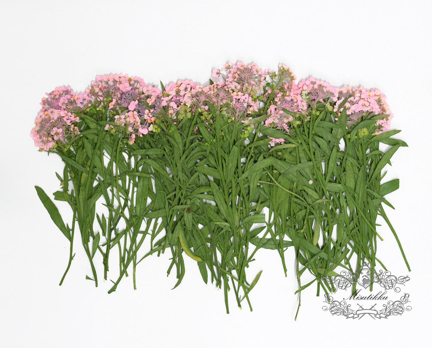 20 PCS/Set (5-8CM) Pressed Dried Pink Alyssum Flower Stem Real Pressed Flowers Dry Natural Preserved Flowers Stems Flat Flower Stems