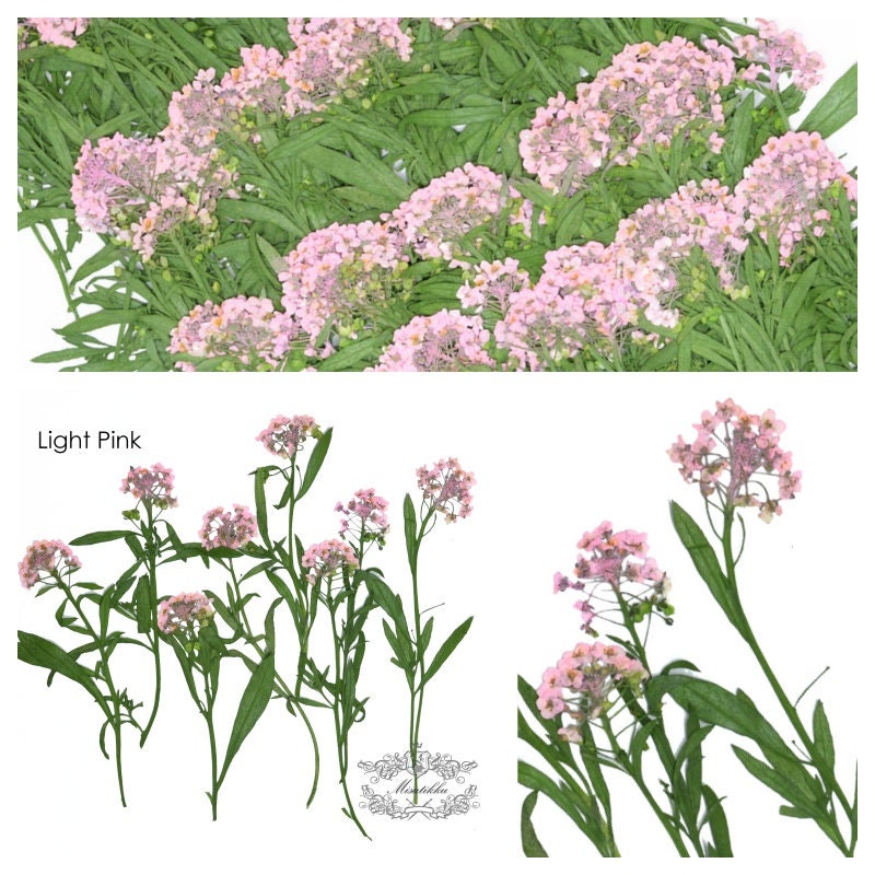 20 PCS/Set (5-8CM) Pressed Dried Pink Alyssum Flower Stem Real Pressed Flowers Dry Natural Preserved Flowers Stems Flat Flower Stems