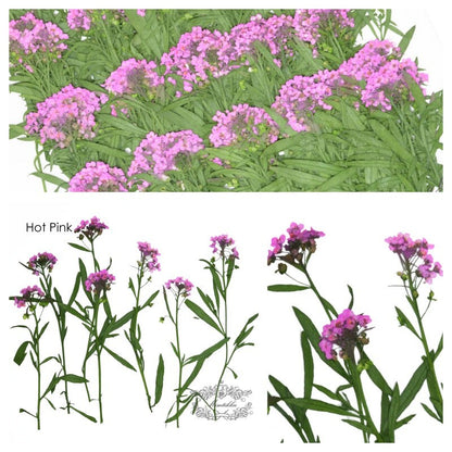 20 PCS/Set (5-8CM) Pressed Dried Flowers, Pressed Alyssum Hot Pink Flower Stems, Dried Pressed Real Flowers, Dried Flat Pink Flower Stems