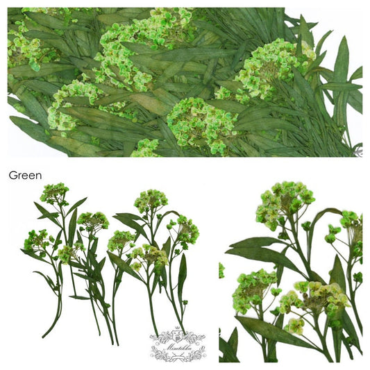 20 PCS Set (5-8CM) Pressed Green Alyssum Flower Stems Real Dry Pressed Natural flowers dried Flat Flowers Preserved Dry Wild Flower