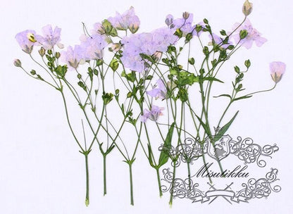 20 PCS Set (6-9CM) Pressed Purple Flower Stems Real Pressed Dried Flowers Natural Preserved Dry Real Wild Flat Flower Dried Petal Flowers