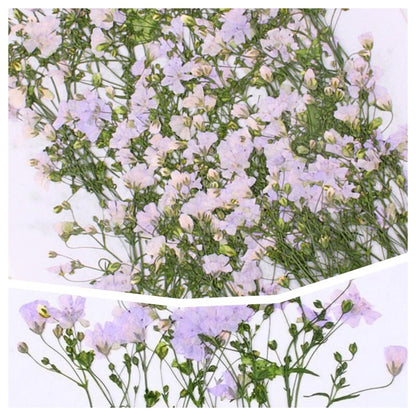 20 PCS Set (6-9CM) Pressed Purple Flower Stems Real Pressed Dried Flowers Natural Preserved Dry Real Wild Flat Flower Dried Petal Flowers