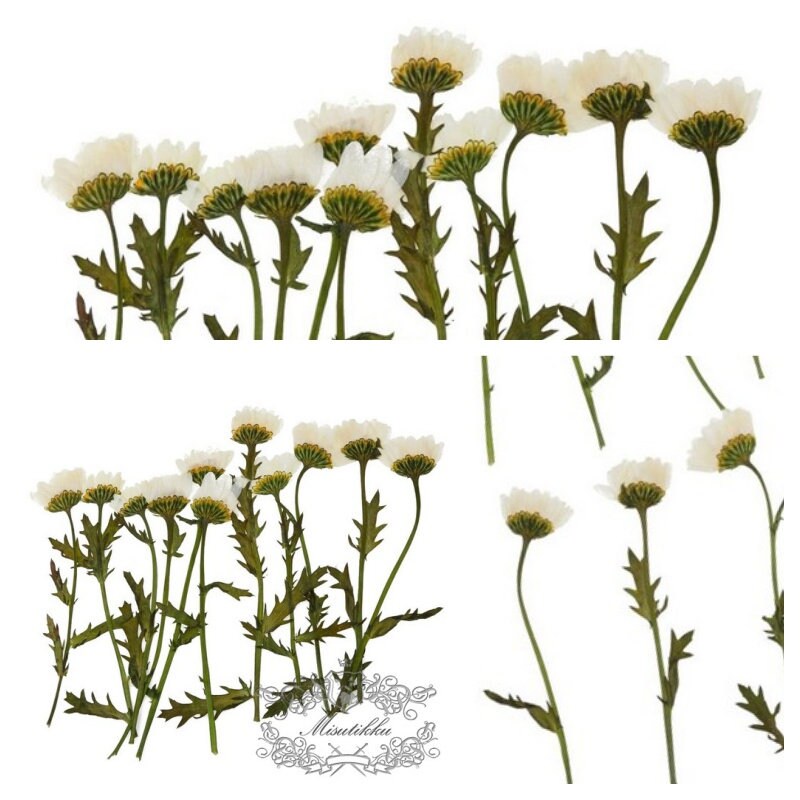 20 PCS Set (5-8CM) Dried Pressed White Daisy chrysanthemum Daisies with Branch Pressed White Daisy Stems Dry Real Preserved Wild Flowers