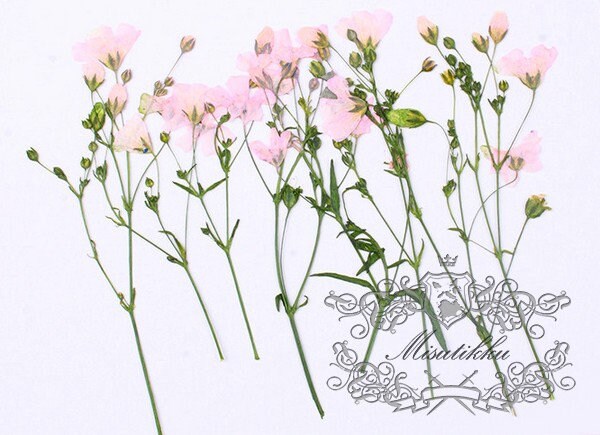 20 PCS/Set (6-9CM) Pressed Real Pink Dried Flower Stems Pressed Real Flowers Dry Natural Preserved Flowers Stems Flat Pink Flower Stems