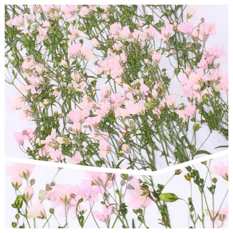 20 PCS/Set (6-9CM) Pressed Real Pink Dried Flower Stems Pressed Real Flowers Dry Natural Preserved Flowers Stems Flat Pink Flower Stems