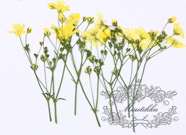 20 PCS Set (6-9CM) Pressed Dried Flower Stems Real, Flat Pressed Yellow dried Flowers, Yellow real Flower