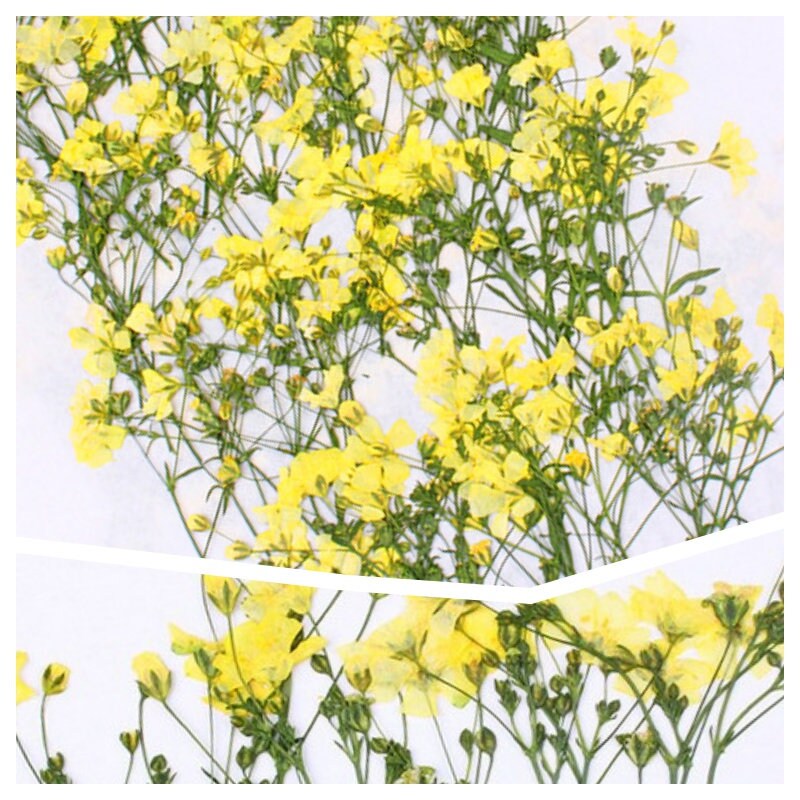 20 PCS Set (6-9CM) Pressed Dried Flower Stems Real, Flat Pressed Yellow dried Flowers, Yellow real Flower