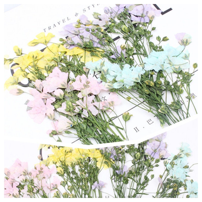 20 PCS Pack (6-9CM) Pressed Flower Stems, Dried Pressed Pink Flowers, Real Blue Flower Stems, Yellow Flat Flowers, Purple Dry Flower Stems