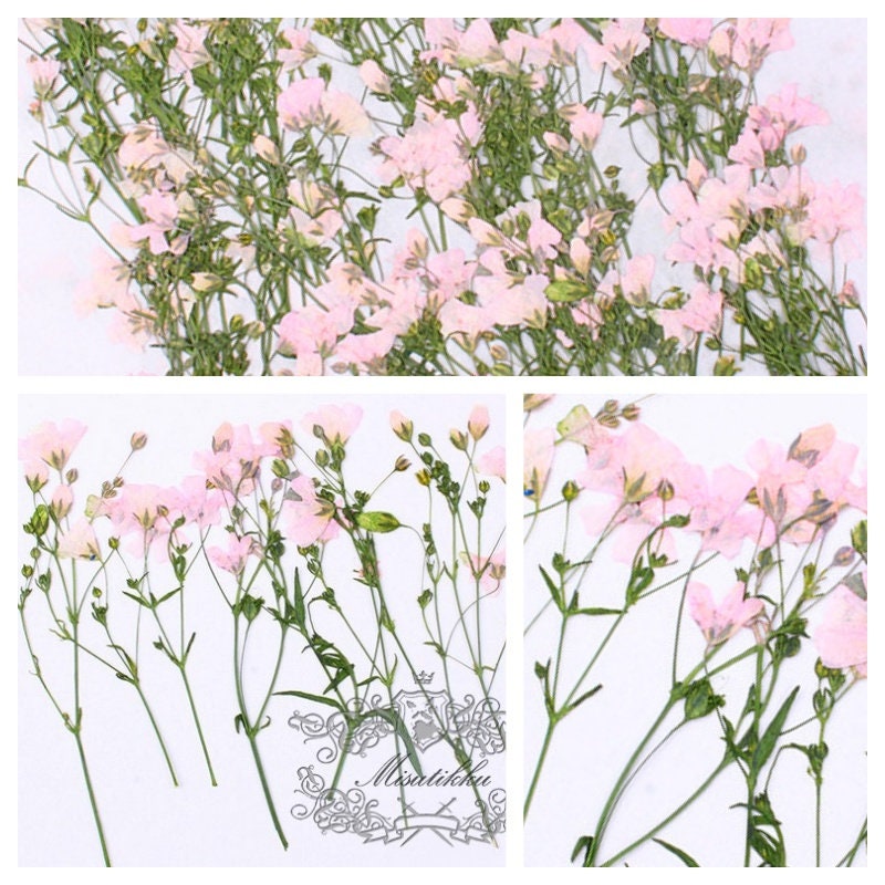 20 PCS Pack (6-9CM) Pressed Flower Stems, Dried Pressed Pink Flowers, Real Blue Flower Stems, Yellow Flat Flowers, Purple Dry Flower Stems