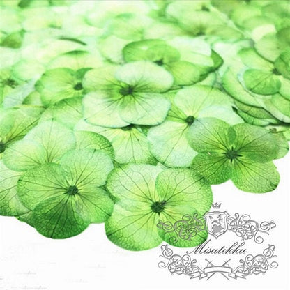 20 PCS (2 Sizes) Pressed Dried Flower, Green Hydrangea Flower, Preservation Dried Real Flowers, Pressed flat Flower, Dried Flower Preserved