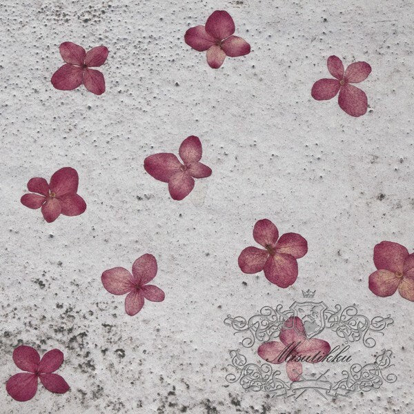 20 PCS / Set (1-1.5CM) Pressed Tiny Hot Pink Hydrangea Flower Dried Preserved Small Hydrangea Flowers Real Dry Pressed flat Wild Flowers