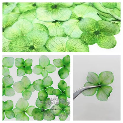 20 PCS (2 Sizes) Pressed Dried Flower, Green Hydrangea Flower, Preservation Dried Real Flowers, Pressed flat Flower, Dried Flower Preserved