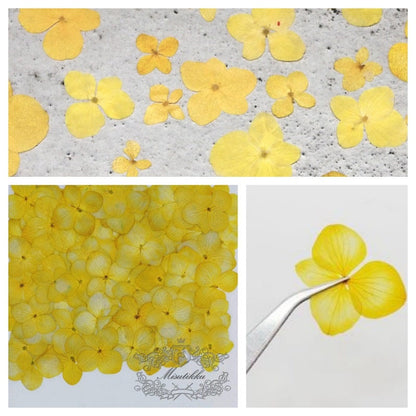 20 PCS Set (1-3CM) Pressed Yellow Hydrangea Flower Dried Hydrangea Preservation Real Flower flat Flowers Preserverd Dry yellow flowers