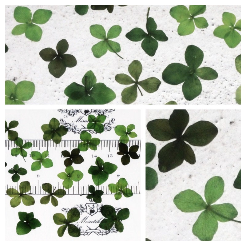 20 PCS (1-2.5CM) Pressed Mix Green Transparent Hydrangea Flower Dried Mixed Assorted Real flat Hydrangea Flowers Dry Preserved Flower