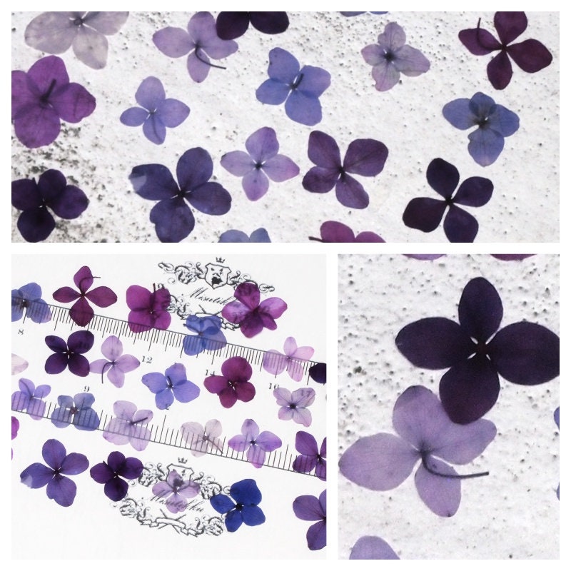 20 PCS Set (1-3CM) Pressed Flowers Mixed Assorted Purple Transparent Hydrangea Flower Dried Mix Real flat Hydrangea Dry Preserved Flower