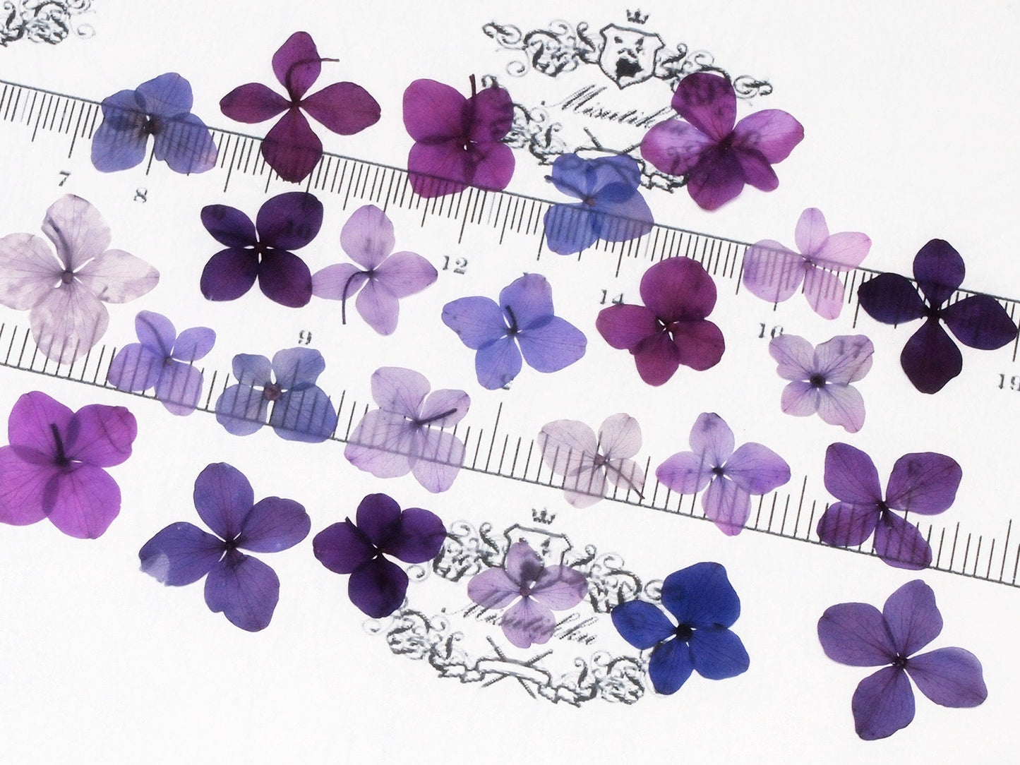 20 PCS Set (1-3CM) Pressed Flowers Mixed Assorted Purple Transparent Hydrangea Flower Dried Mix Real flat Hydrangea Dry Preserved Flower