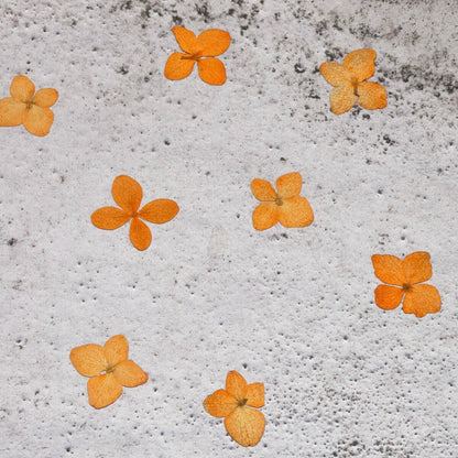 12 PCS Set (2.5-3.5CM) Pressed Orange Hydrangea Flower, Dried Hydrangea, Small Real Flower, Pressed flat Flowers, Preserved Dried flowers