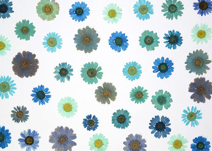 20 PCS Set (2-3CM) Mixed Dried Daisy Pressed Flower, Dried Pressed Daisies, Real Pressed Blue Daisy Flower, Pressed Blue Daisies Flat Flower