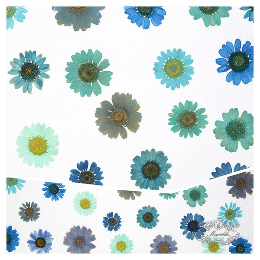 20 PCS Set (2-3CM) Mixed Dried Daisy Pressed Flower, Dried Pressed Daisies, Real Pressed Blue Daisy Flower, Pressed Blue Daisies Flat Flower