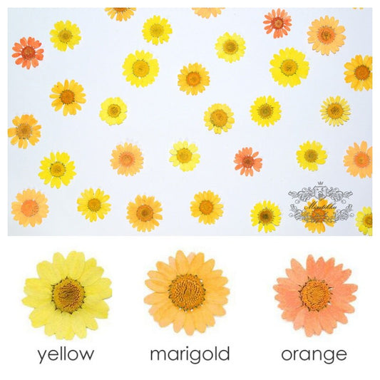 20 PCS/Set (2-3CM) Mix Assorted Yellow Series Daisy Dried Pressed Flowers Real Flat Dried Preserved Yellow Marigold Daisies wildflower