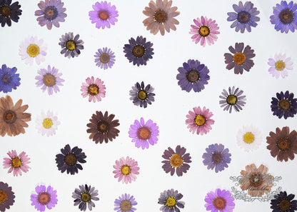 20 PCS Set (2-3CM) Dried Pressed Flower Daisy, Mixed Real Dried Daisy, Pressed Flat Daisy Flower, Pressed Purple Daisies Dried Flowers