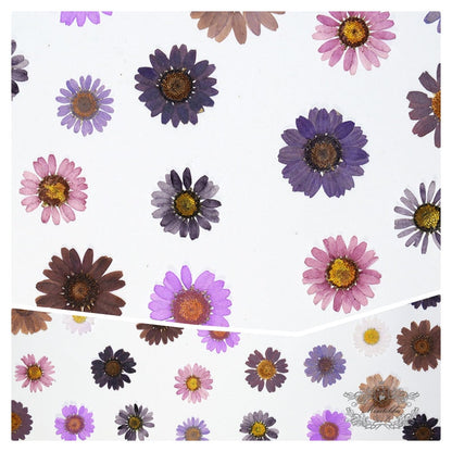 20 PCS Set (2-3CM) Dried Pressed Flower Daisy, Mixed Real Dried Daisy, Pressed Flat Daisy Flower, Pressed Purple Daisies Dried Flowers