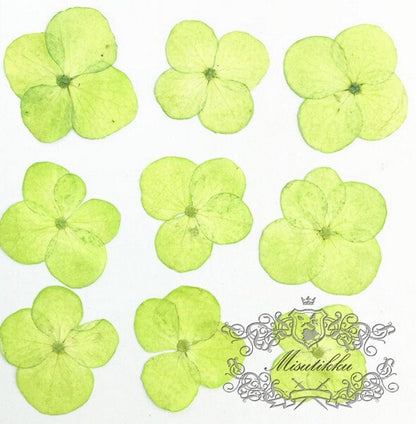 20 PCS / Set (2-3CM) Pressed Hydrangea Flower Dried Light Green Hydrangea Preservation Flowers flat Real Flowers Dry Preserved flowers