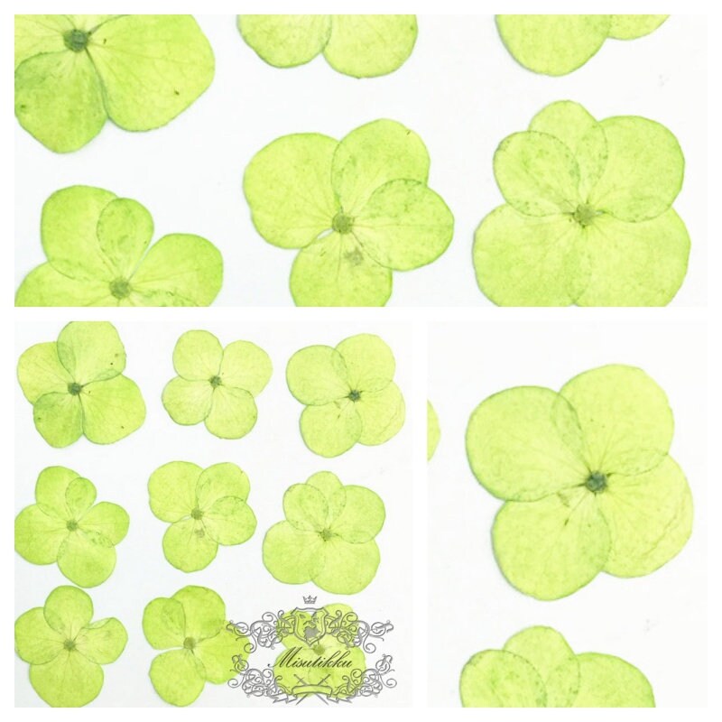 20 PCS / Set (2-3CM) Pressed Hydrangea Flower Dried Light Green Hydrangea Preservation Flowers flat Real Flowers Dry Preserved flowers