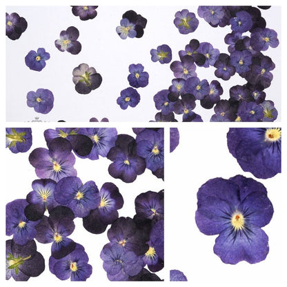 20 PCS Set (2-3CM) Pressed Real Flower Purple Pansy Flowers Dry Natural Flowers Dried Flat Purple Viola Pansies Flower Preserved Flowers