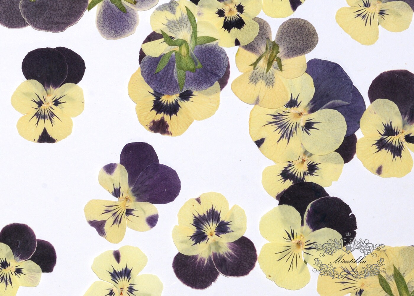 20 PCS Set (3-4CM) Pressed Real Flower Yellow Pansy Flowers Dry Natural Flowers Dried Flat Viola Pressed Pansies Flower Preserved Flowers