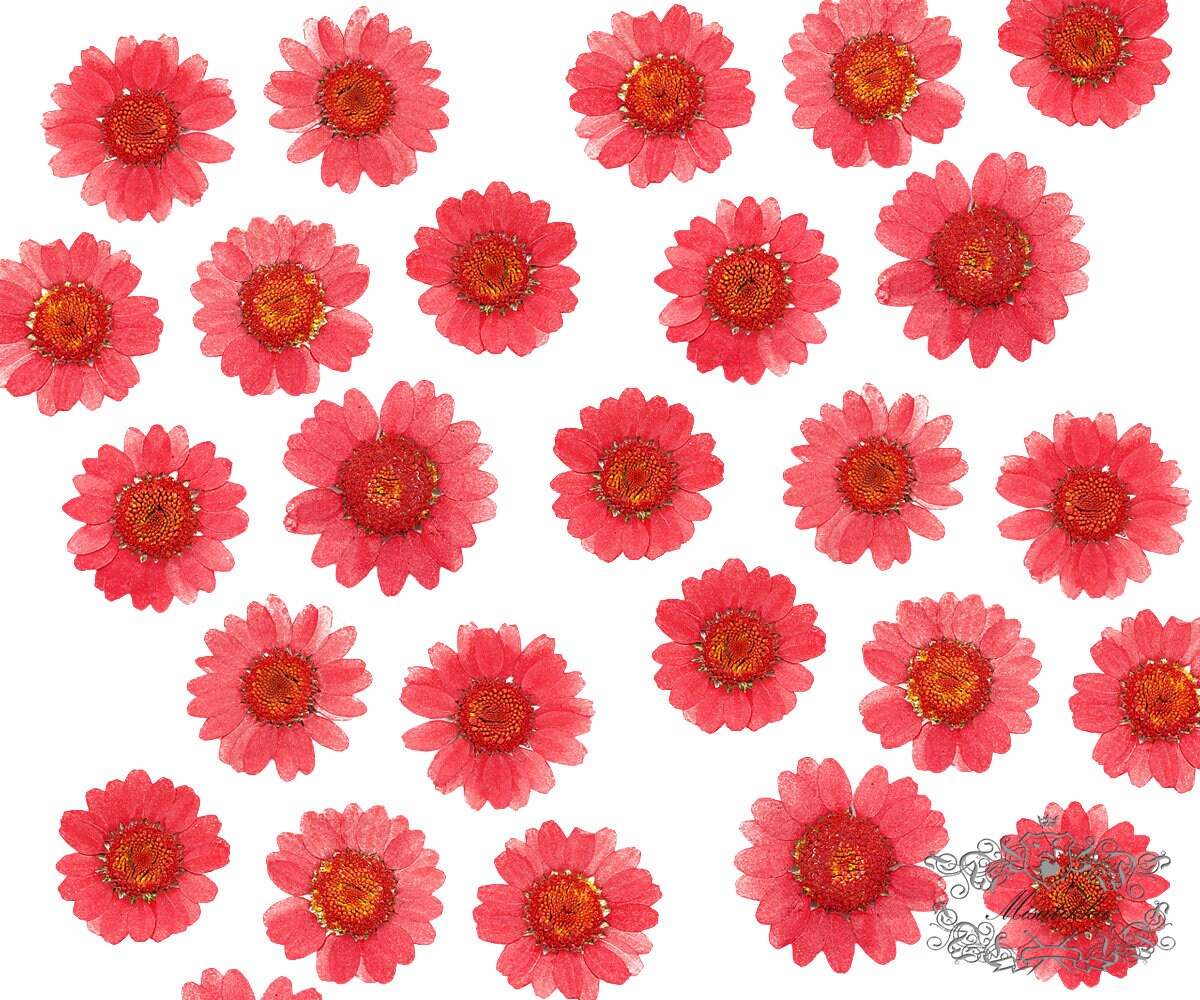 20 PCS/Set (2-3CM) Pressed Red Daisy Flowers Real Dry RED Daisies Flower Preservation Daisy Natural Preserved Flat Daisy Dried Flower Petals