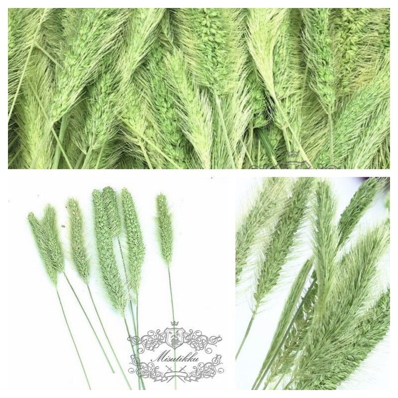 12 PCS Set (9-13CM) Pressed Leaves Grass Greeny Real Fern dry Flower Natural Preserved Leaf Foliage Preservation Stems Flat Dried Flowers