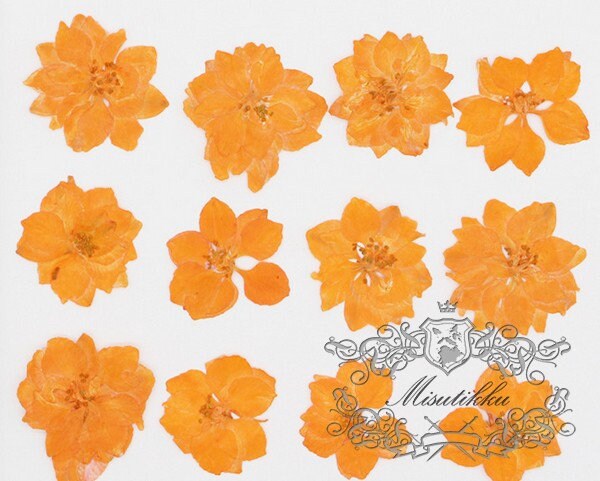 20 PCS/Set (3-3.5cm) Natural Pressed Orange Larkspur Flower Preserved Real Dried Flat orange Wildflowers Larkspur Flowers Dry flower Petals