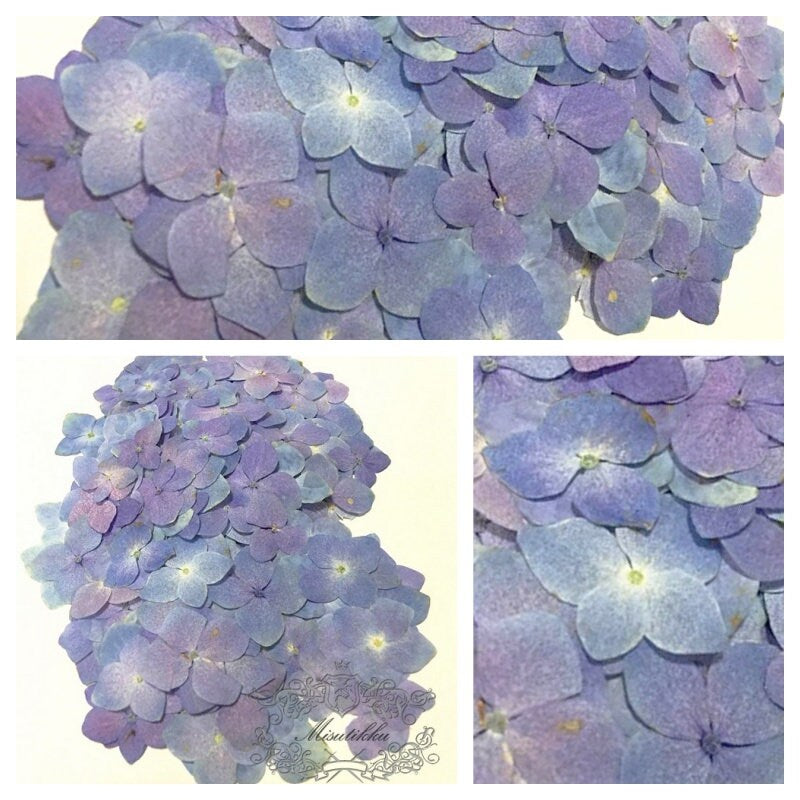 20 PCS / Set (2-3CM) Pressed Flowers Light Blue Purple Hydrangea Flower Natural Preservation Dried Real flat Flowers Dry Preserved wildlower