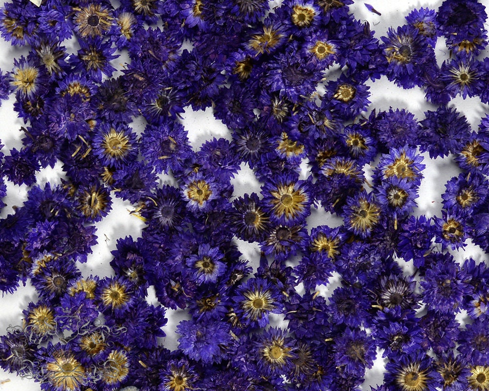 20 PCS/Set (0.5-1CM) Small Pressed Dried Flowers Real Purple Apricot Flower Pressed Tiny Blue Purple Flowers Flat Wild Dry preserved Flowers