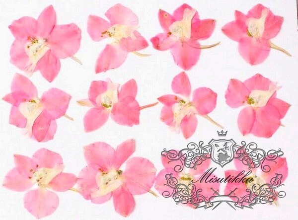 20 PCS/Set (2.5-3cm) Pressed Larkspur Flower Preserved Pink Dried Larkspur Flat Natural Wildflowers Real Dry Pink Larkspur flower Petals