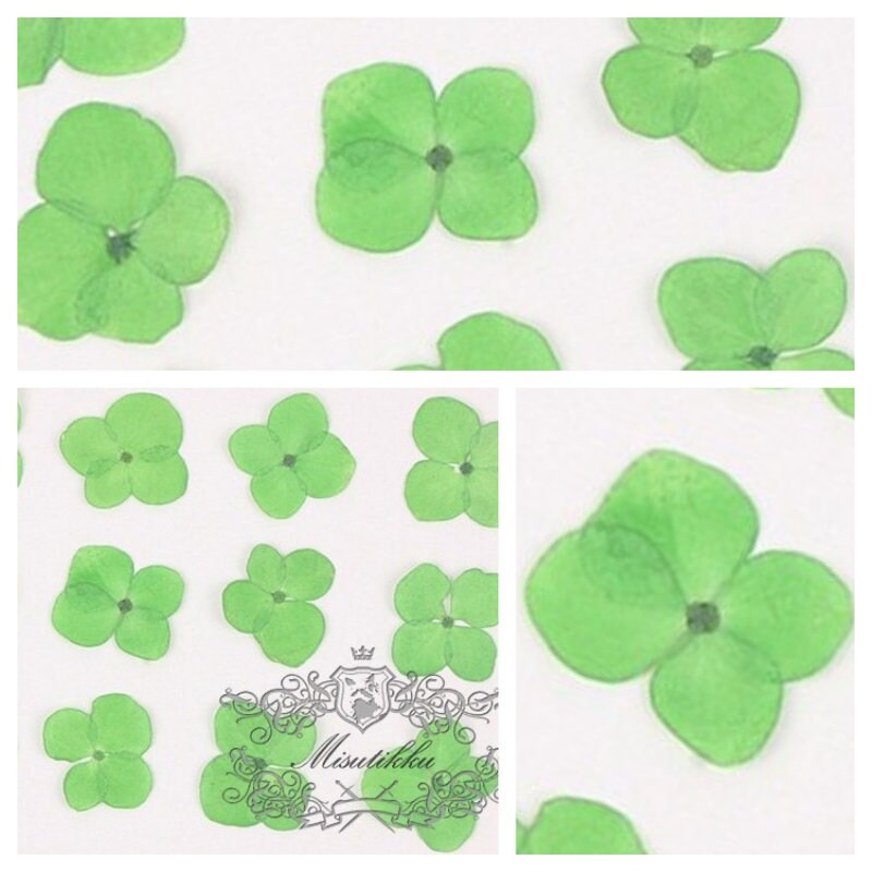 20 PCS / Set (2-3CM) Pressed Hydrangea Flower Dried Green Hydrangea Preservation Flowers Pressed flat Real Flowers Dry Preserved flowers