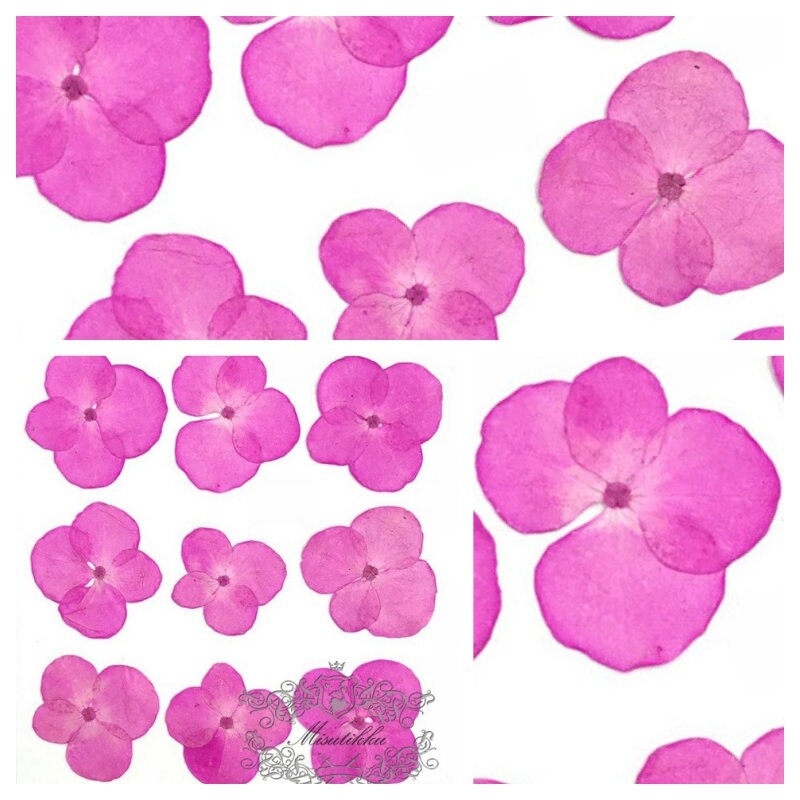 20 PCS/Set (2-3CM) Pressed Dried Hydrangea Flower, Hot Pink Hydrangea Real Flowers, Pressed flat Flowers, Pressed Hydrangea Dried Flower