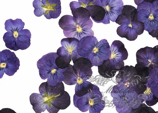 20 PCS Set (2-3CM) Pressed Real Flower Purple Pansy Flowers Dry Natural Flowers Dried Flat Purple Viola Pansies Flower Preserved Flowers