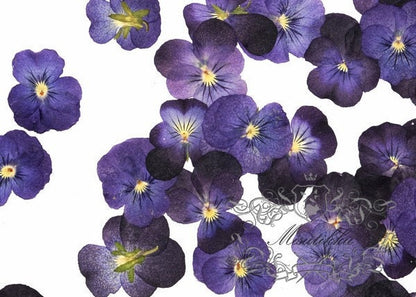 20 PCS Set (2-3CM) Pressed Real Flower Purple Pansy Flowers Dry Natural Flowers Dried Flat Purple Viola Pansies Flower Preserved Flowers