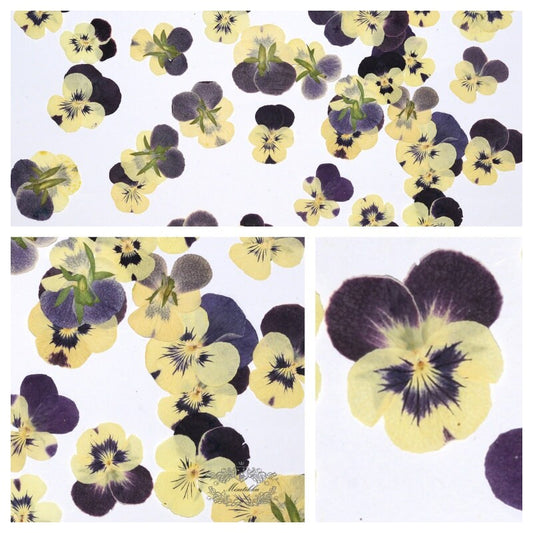 20 PCS Set (3-4CM) Pressed Real Flower Yellow Pansy Flowers Dry Natural Flowers Dried Flat Viola Pressed Pansies Flower Preserved Flowers